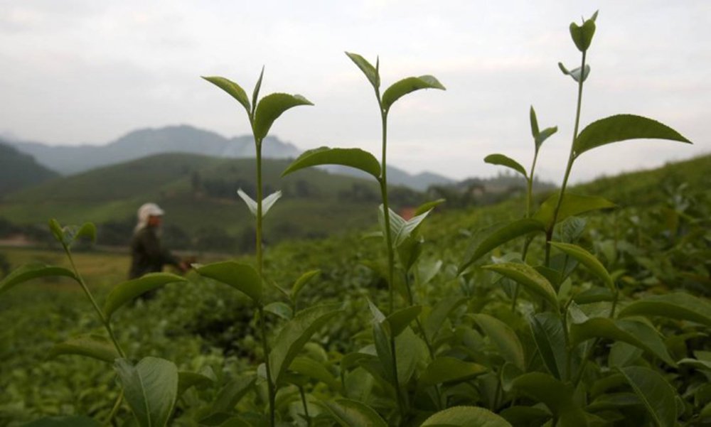 Uma dúzia de países do Pacífico estão próximos de alcançar um entendimento sobre um acordo de livre comércio, após um avanço sobre o tempo que companhias farmacêuticas devem ter de monopólio sobre novas drogas biotecnológicas; a questão vinha colocando os EUA, que defendem períodos de proteção mais longos, em oposição à Austrália e outras cinco delegações, que dizem que isso poderia trazer dificuldades para os orçamentos nacionais de saúde e impedir o acesso a medicamentos vitais a pacientes que não podem comprá-los