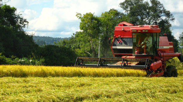 A Companhia Nacional de Abastecimento (Conab) aponta uma queda de 19,5% na colheita de grãos no Maranhão, safra 2015/16; de acordo com a estatal, devem ser produzidas este ano, no estado, 3,328 milhões de toneladas, sendo que no levantamento anterior a estimativa era de 3,566 milhões de toneladas, enquanto a colheita da safra 2014/15 teve um resultado de 4,134 milhões de toneladas, o ou seja, este ano serão 806 mil toneladas a menos