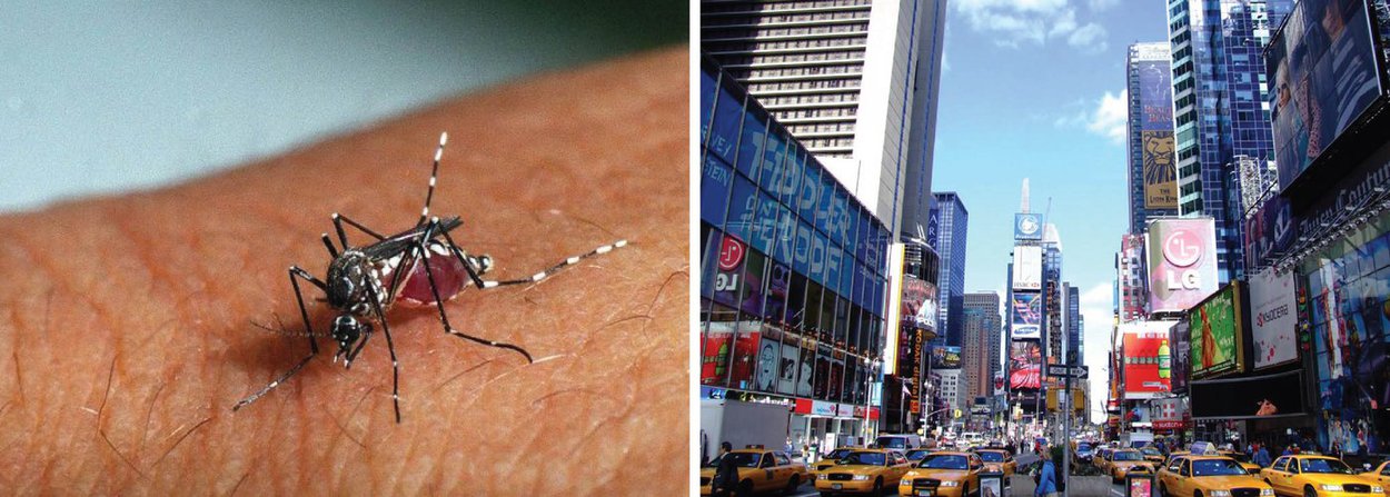 Três pessoas apresentaram resultado positivo para o vírus Zika em Nova York. As três viajaram para o exterior, para regiões onde a doença causada pelo mosquito Aedes aegypti se propaga rapidamente, informou o Departamento de Saúde de Nova York, sem especificar quais