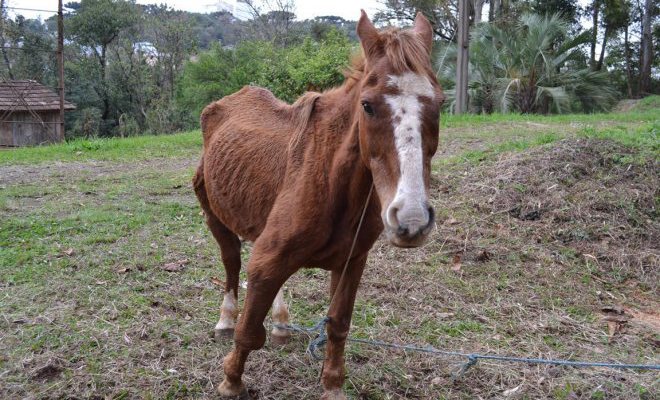 Este animal manco é o velho lacerdismo turrento que nasceu antes das eleições do Presidente Getúlio Vargas, que ajudou no suicídio daquele estadista, que colaborou na feitura e aplicação do golpe que sacrificou o Brasil às trevas e o impediu de crescer como democracia social