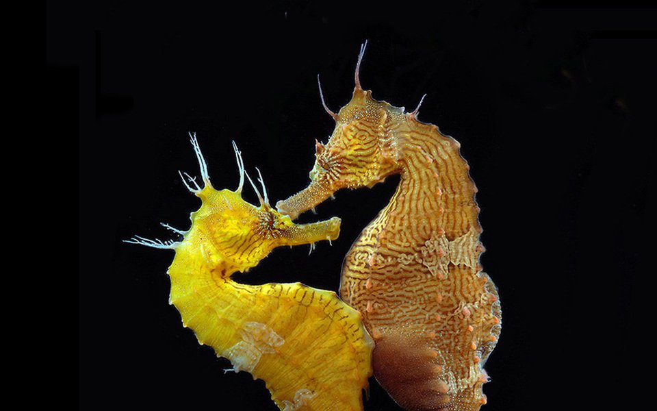 
Tubarões pacíficos, camarões multicoloridos, polvos transparentes. No Underwater Photographer of the year 2016 – o mais importante concurso de fotografia submarina do mundo – não faltaram personagens encantadores. Mas quem ganhou a parada foi um cavalo marinho dourado do Mediterrâneo, clicado pelo fotógrafo italiano Davide Lopresti.