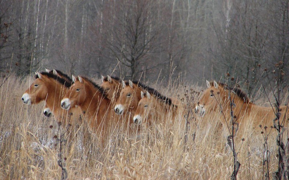 A evacuação imposta pelo desastre nuclear de 1986 em Chernobyl, na Ucrânia, transformou a área em um estupendo laboratório para se estudar o impacto da ausência da presença humana sobre o habitat e a fauna.