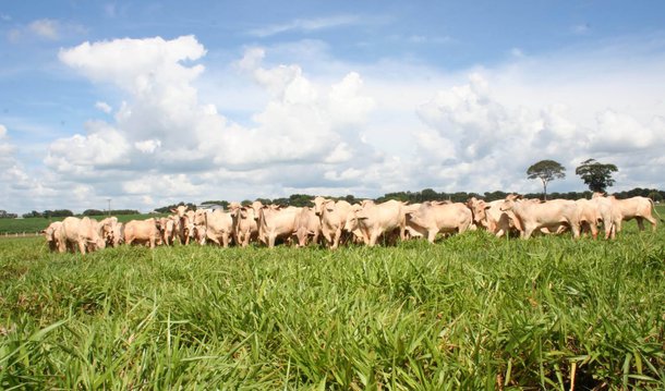 Balanço feito pela Confederação da Agricultura e Pecuária do Brasil(CNA), aponta que a participação do setor no Produto Interno Bruito (PIB) passou de 21,4% registrados em 2014, para uma projeção de 23% atéo final deste exercício; segundo a CNA, a agropecuária brasileira deverá crescer 2,4% em 2015, apesar de a agricultura não apresentar crescimento e de o agronegócio registrar retração de 0,6% no ano