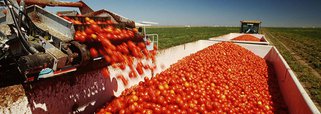 Segundo o boletim Produção Agrícola Municipal (PAM) de Culturas Temporárias e Permanentes 2014, elaborado pelo Instituto Brasileiro de Geografia e Estatística (IBGE), o valor da produção agrícola brasileira chegou a R$ 251,2 bilhões em 2014, 8,1% a mais sobre o valor registrado em 2013; soja, café arábica e o algodão herbáceo (17,4%) foram as culturas que mais influenciaram o resultado