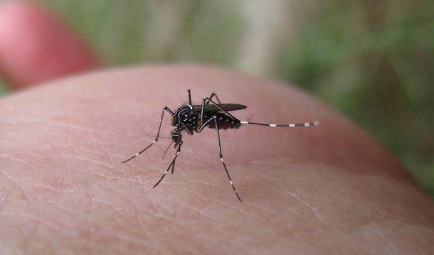 De acordo com a Superintendência de Vigilância Epidemiológica e Ambiental da Secretaria de Estado de Saúde, durante as quatro semanas epidemiológicas de 2016 (de 1º a 25 de janeiro de 2016), foram notificados 3.954 casos suspeitos de dengue no estado do Rio, sem nenhum óbito; até a semana passada, tinham sido registrados 2.002 casos da doença, registrando aumento de 97,5% de sete dias para cá