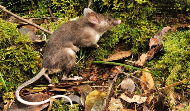 Além do nariz rosa achatado e grande, em que as narinas têm uma forma semelhante às de um porco, o rato de nome científico Hyorhinomys stuempkei tem grandes orelhas, boca pequena e dentes frontais longos; “Estou surpreendido por ter encontrado uma nova espécie de mamífero tão diferente das outras espécies que estão referenciadas pela ciência”, disse Kevin Rowe, um dos cientistas do Museu Vitória