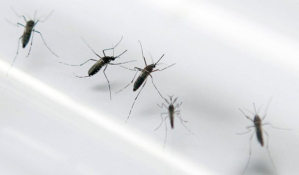 A África do Sul confirmou seu primeiro caso de Zika vírus neste sábado, em um homem colombiano, afirmou o ministro da Saúde, Aaron Motsoaledi; "O empresário apresentou febre e uma erupção cerca de quatro dias após a chegada na África do Sul, mas agora está totalmente recuperado", disse
