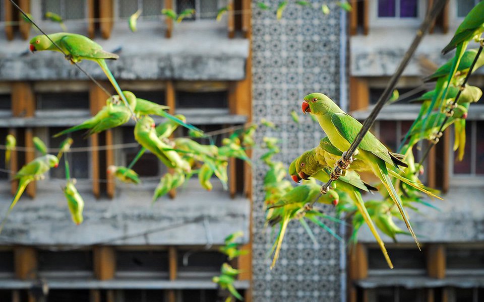 Serão forçosamente nocivas as espécies exóticas transportadas para novos territórios? Não, nem sempre, sustenta um grupo de cientistas. Alguns invasores até podem ter efeito benéfico no seu novo habitat.