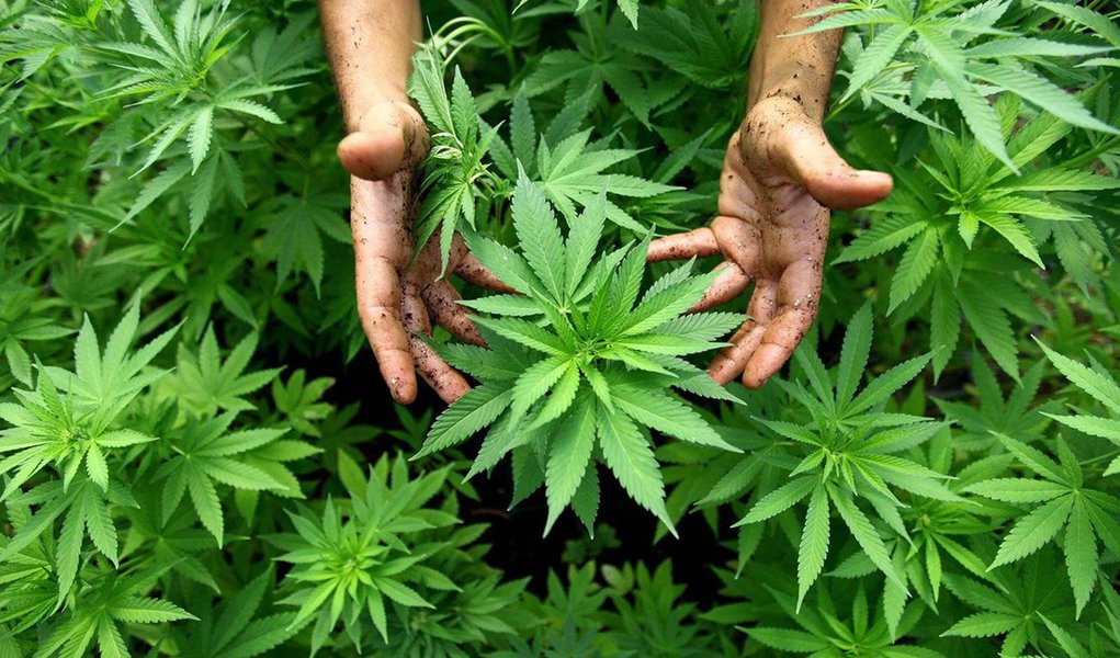 "Este é um dia histórico para o país e os muitos que lutaram bravamente para desafiar o estigma ao redor dos produtos de maconha medicinal. Os pacientes não serão mais tratados como criminosos", comemorou a ministra da Saúde da Austrália, Sussan Ley, ao saber que o parlamento australiano aprovou a legalização do uso da maconha para fins medicinais; uso recreativo da maconha, porém, continua proibido na Austrália; nesta semana, o Canadá também autorizou o uso da erva para fins terapêuticos