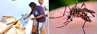 A Prefeitura de São Luís inicia nesta quarta-feira (9) uma grande mobilização para envolver toda a sociedade no combate ao mosquito Aedes Aegypti, transmissor de doenças como dengue, febre chikungunya e zika vírus; a campanha “Todos na Guerra contra o Mosquito”, vai envolver diversas secretarias municipais, órgãos federais e estaduais, entidades não governamentais e a população, com o objetivo de eliminar os focos do mosquito; de acordo com a Secretaria Municipal de Saúde (Semus), de janeiro a novembro deste ano foram confirmados 1.437 casos de dengue, com quatro óbitos; e 55 notificações de febre chikungunya; há registros de 2.887 casos prováveis de zika vírus, com um óbito confirmado