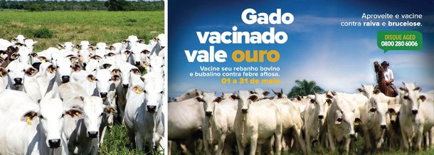 O período oficial da primeira etapa de vacinação de bovinos e bubalinos contra a febre aftosa iniciou e segue até o fim do mês; a partir desta segunda (2) até o próximo sábado (7), em todas as 18 Unidades Regionais da Agência Estadual de Defesa Agropecuária do Maranhão (Aged) serão promovidos eventos e panfletagens para divulgar a campanha e conscientizar os produtores maranhenses sobre a importância de continuar vacinando seus rebanhos; em 2015, o estado bateu recordes de cobertura vacinal nas duas etapas da campanha, com 98,82% do rebanho vacinado em maio, e, 98,04%, em novembro