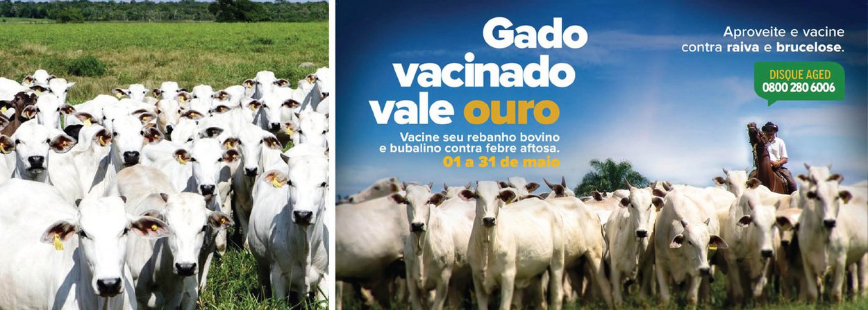 O período oficial da primeira etapa de vacinação de bovinos e bubalinos contra a febre aftosa iniciou e segue até o fim do mês; a partir desta segunda (2) até o próximo sábado (7), em todas as 18 Unidades Regionais da Agência Estadual de Defesa Agropecuária do Maranhão (Aged) serão promovidos eventos e panfletagens para divulgar a campanha e conscientizar os produtores maranhenses sobre a importância de continuar vacinando seus rebanhos; em 2015, o estado bateu recordes de cobertura vacinal nas duas etapas da campanha, com 98,82% do rebanho vacinado em maio, e, 98,04%, em novembro