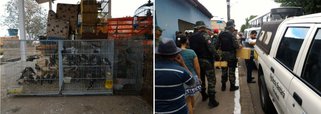A Fiscalização Preventiva Integrada (FPI) do São Francisco, iniciada no início da semana, apreendeu mais de mil aves silvestres em quatro municípios do Agreste e Sertão alagoanos; animais de várias espécies foram encontrados sendo vendidos nas feiras livres