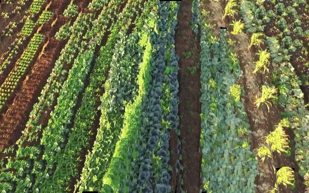 No município baiano de Piraí do Norte, o suíço Ernst Gotsch conseguiu transformar, praticamente com as próprias mãos, 1200 hectares de área desértica num oásis de vida e abundância de alimentos. Tudo isso mantendo um equilíbrio perfeito entre agricultura de larga escala e ecossistema. Gotsch usa o método chamado de “agricultura sintrópica”, e os resultados que alcançou começam a chamar a atenção no Brasil e no mundo. Na foto de abertura, Ernst Gotsch.