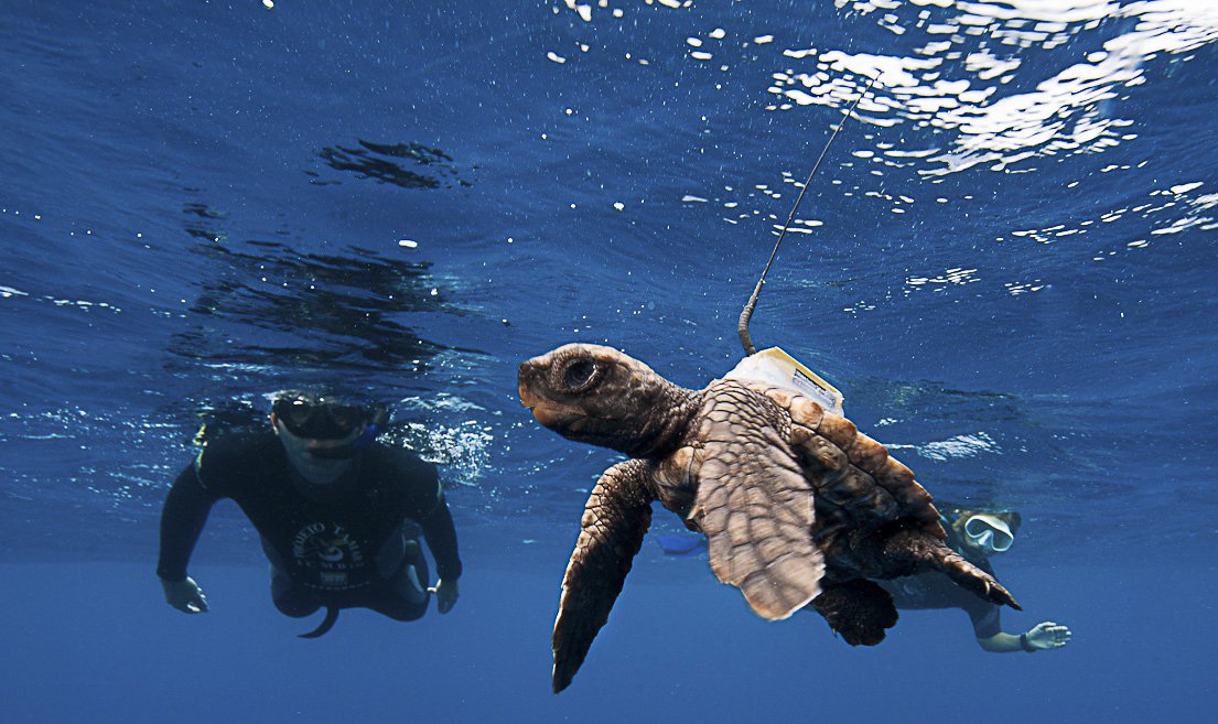 O Centro Nacional de Pesquisa e Conservação de Tartarugas Marinhas (Tamar)