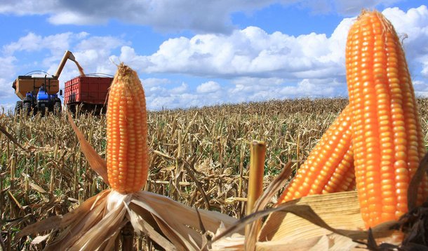 Dados do Levantamento Sistemático da Produção Agrícola (LSPA) divulgados pelo IBGE, foi verificado que, apesar da diminuição de 0,7% na previsão de crescimento para junho deste ano, o Maranhão deverá registrar acréscimo de 2,3%, na produção de grãos em julho de 2015 em comparação à safra de 2014, o que significa um aumento de 96,4 mil toneladas; dos sete produtos acompanhados e analisados pelo LSPA, somente as culturas do milho e do arroz deverão registrar redução na produção