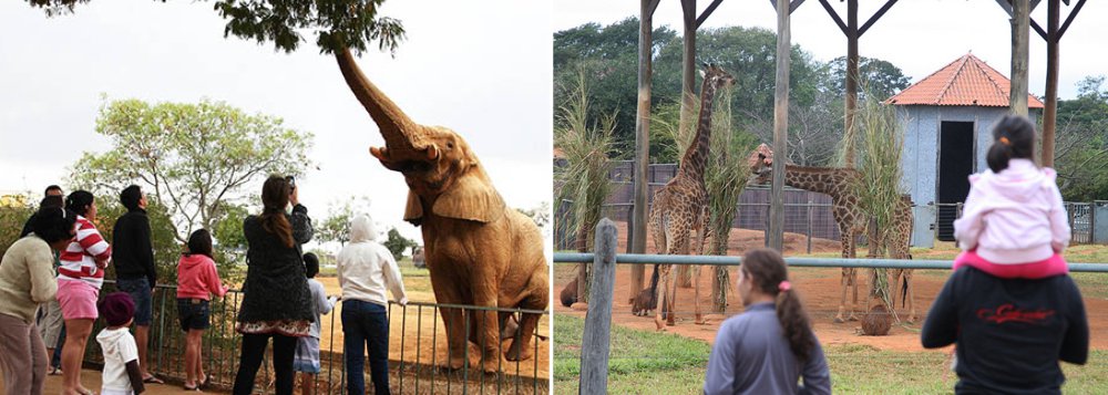 Zoológico de Brasília, Parque da Cidade e centros olímpicos nas regiões administrativas são opções acessíveis para levar as crianças