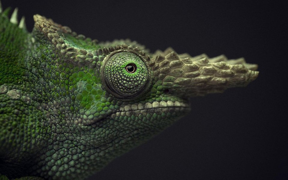 O fotógrafo belga Vincent Lagrange apresenta “Human Animal”, projeto fotográfico que tenta captar expressões humanas manifestadas por animais. São retratos carregados de emoção e sentimentos