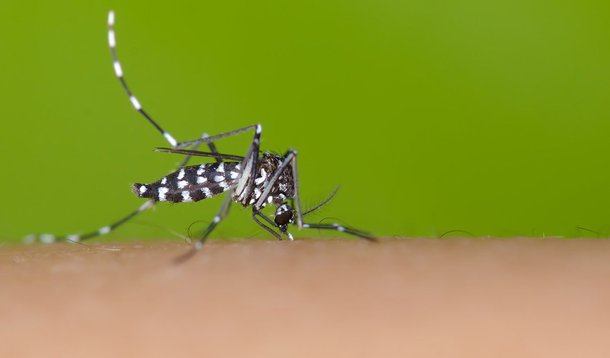 Governador do Distrito Federal, Rodrigo Rollemberg informou que solicitou ao Comando Militar do Planalto membros do Exército para auxiliar no combate à dengue e à febre chikungunya; o chefe do Executivo local reuniu administradores regionais de saúde e de ensino no Palácio do Buriti comm o objetivo de pedir dedicação no combate ao mosquito Aedes aegypti, transmissor de ambos os vírus