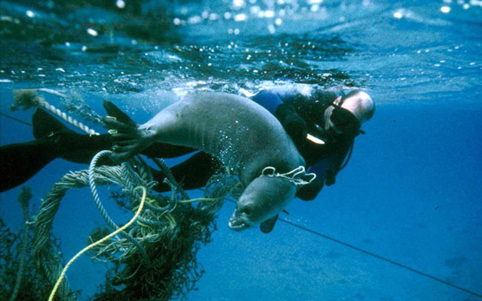 Cetáceos, gaivotas, tartarugas, peixes-boi, polvos e quimeras dos abismos. Flagrantes da vida marinha fotografados pela NOAA, a agência norte-americana que zela pelos oceanos e a atmosfera.