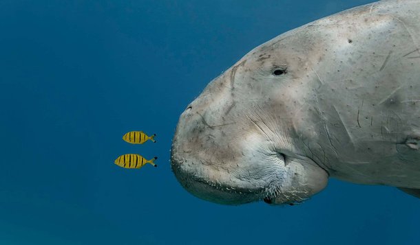 Promovido pela BBC e pelo Museu de Ciências Naturais de Londres, o Wildlife Photographer of the Year é o  mais prestigioso prêmio para fotografias de animais, plantas e o mundo natural em geral