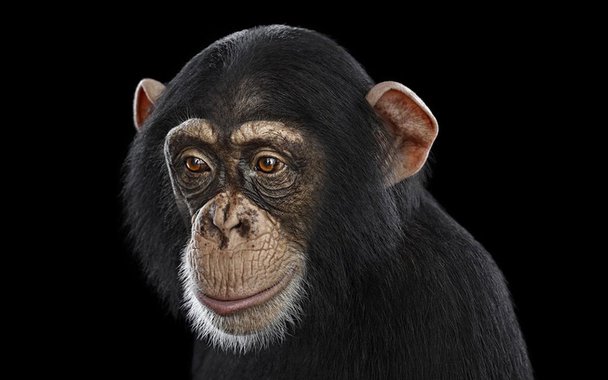 Os elefantes se reconhecem no espelho, os chimpanzés têm muitas personalidades, cavalos conseguem fazer operações aritméticas simples. Os etólogos, estudiosos do comportamento animal, declaram: Poucos fazem ideia de quantas coisas os corvos e os golfinhos têm em mente.