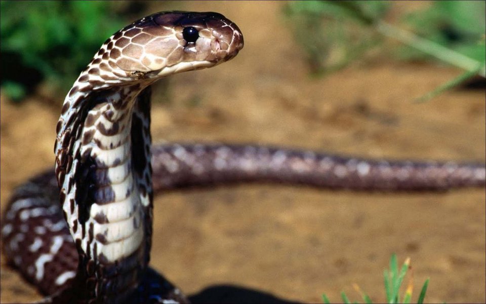 Estamos diante do ovo da serpente, que nos antecipa, no presente, o que o futuro no reserva. Resta-nos enxergar as saídas que nos distanciem da premonição do que está sendo gestado