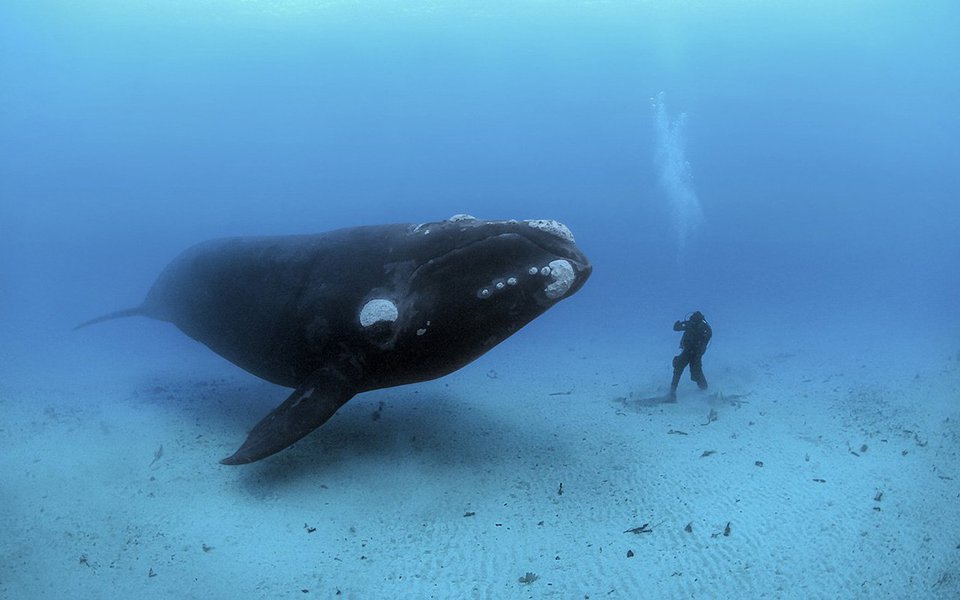 O fotógrafo Brian Skerry trabalha acima e abaixo da superfície dos oceanos. Como ele mesmo diz, sai à caça da magia e da beleza que existe no mar. Nesta palestra, ilustrada por uma galeria de imagens, ele mostra e comenta fotos extraordinárias de criaturas submarinas.