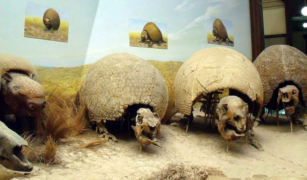 Grandes peças expostas em museus geralmente são vistas de baixo para cima. Mas agora um drone filmou as coleções do Museu de História Natural de La Plata, na Argentina, revelando perspectivas inéditas e belíssimas. Confira o vídeo no final da matéria