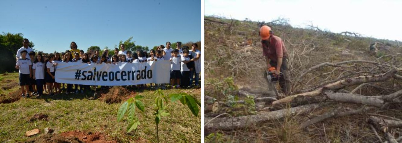 ONG promoveu hoje (11) um plantio de mudas de árvores típicas da região no Parque Ecológico da Asa Sul, em Brasília. Ocupando uma área superior a 2 milhões de quilômetros quadrados (km²), equivalente a de 22% do território nacional, o Cerrado abriga 11.627 espécies de plantas nativas catalogadas. Além disso, mais de dez tipos de frutos comestíveis são regularmente consumidos e servem de fonte de renda para comunidades extrativistas