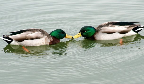 Um estudo de biólogos norte-americanos mostra que comportamentos homossexuais entre os animais são muito mais comuns do que normalmente imaginamos. E lançam uma hipótese audaciosa: eles ajudam a orientar a evolução da fisiologia dos animais, da história da vida e do comportamento social