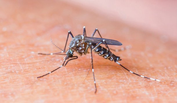Duzentos e cinquenta novos casos de dengue foram reportados pelo SUS no município do Rio de Janeiro esta semana, de acordo com o Info Dengue, sistema de monitoramento da doença em tempo real, feito por uma parceria da Escola de Matemática Aplicada da Fundação Getulio Vargas (EMAp-FGV), com a Fundação Oswaldo Cruz (Fiocruz) e a prefeitura carioca; há um ano, na mesma semana epidemiológica, foram apurados seis casos