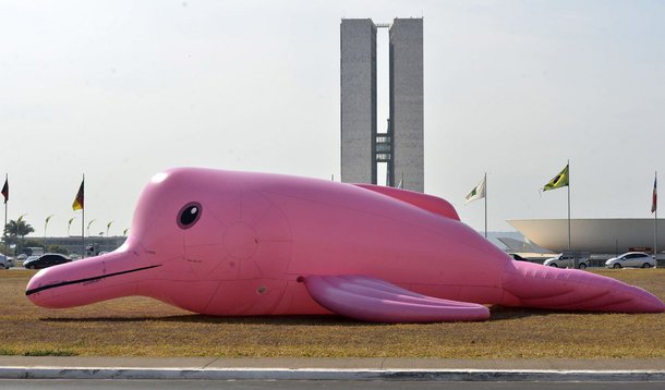 Manifestação pede antecipação da proibição da pesca da piracatinga, espécie de peixe da região amazônica, prevista para janeiro de 2015; o boto cor-de-rosa é abatido para ser usado como isca. Associação estima que, se nada for feito, o boto poderá ser extinto em 20 anos