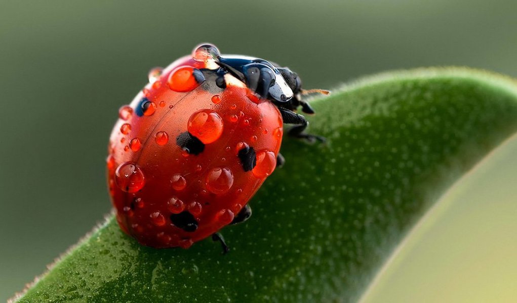 Desde a época das cavernas o homem olha para o céu e investiga os mistérios do macrocosmos. Mas milênios tiveram de passar para que, graças à tecnologia de ponta da atualidade, pudéssemos viver também o êxtase daquilo que a natureza criou em escala microcósmica: o mundo dos insetos.