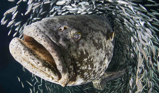 Lançado pela primeira vez em 2005 pela Rosenstiel School of Marine and Atmosferic Science, de Miami, o concurso de fotografias dedicado ao mundo submarino também este ano reuniu milhares de participantes de todo o mundo.