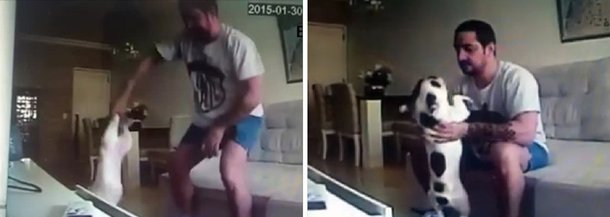 O Ministério Público do Rio de Janeiro confirmou nesta terça (24) que Rafael Hermida, o empresário flagrado em vídeo agredindo os dois cães de sua ex-noiva, pode ser condenado a prestar serviços em um órgão voltado à defesa de animais; o promotor Márcio Almeida está analisando o processo e pode sugerir que Hermida cumpra pena alternativa no Núcleo de Proteção de Animais da Delegacia do Meio Ambiente