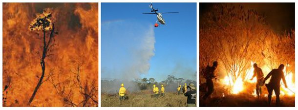 Corpo de Bombeiros Militar do DF informa que, de janeiro a julho de 2014, foram registradas no Distrito Federal 1.226 ocorrências de incêndio com cerca de 1.600 hectares queimados. Apenas neste mês, foram 638 casos e 1.014,44 hectares queimados contra 841 ocorrências com 1.398, 85 hectares atingidos em igual período no ano passado. Diariamente, 170 soldados atuam na Operação Verde Vivo com 8 centros de socorro, 24 viaturas e 4 aeronaves
