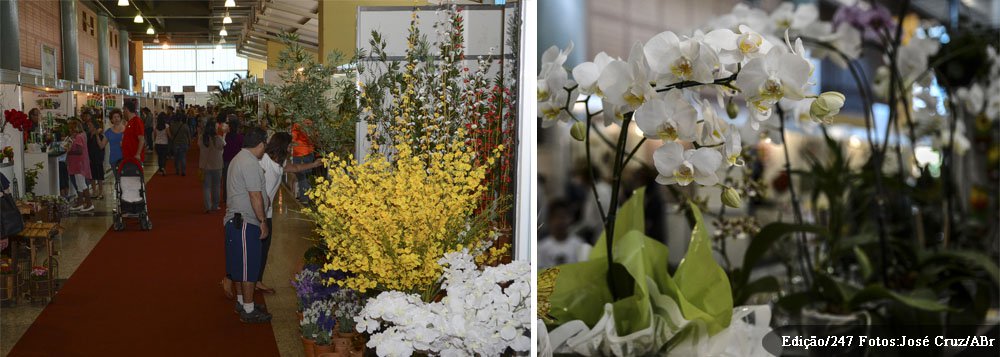 A expectativa é que a feira movimente R$ 550 mil só em vendas diretas, contra R$ 350 mil registrados em 2012; de acordo com dados da Emater-DF, a cadeia produtiva das flores e plantas no Distrito Federal reúne, além dos produtores, 90 casas de eventos, cinco atacadistas, 350 empresas de organização de festas e cerimoniais e 300 empresas de paisagismo e jardinagem