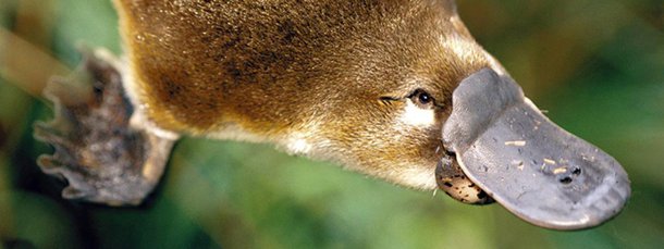 Mas que bicho é esse? perguntaram, espantados, os zoólogos europeus quando conheceram esse curioso animal australiano. Ele parece ser um raríssimo exemplo de conjunção evolutiva na qual várias ordens de animais se misturam