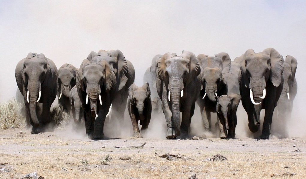 Os elefantes sabem distinguir a etnia, o sotaque e o sexo das vozes humanas que ouvem. Utilizam essa capacidade para se defender e se esconder de inimigos potenciais. Aqui estão várias provas da grande inteligência desses animais