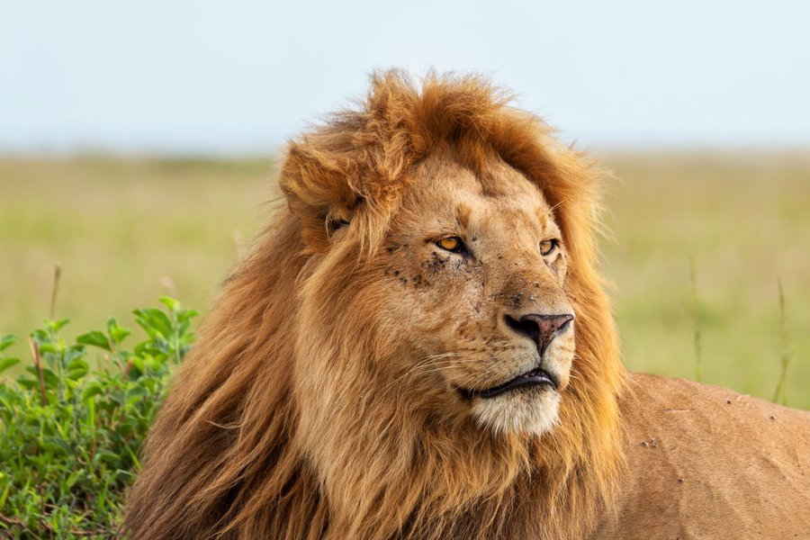 Correção fica abaixo do índice de inflação projetada para este ano, entre 6,1% e 6,2%, de acordo com o Banco Central. Pela nova tabela, que passa a valer a partir de 2015, quem receber por mês até R$ 1.868,22 estará isento