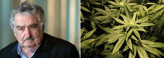Projeto prevê que o cultivo para consumo próprio será permitido até o limite de seis plantas por pessoa, com produção total de 480 gramas por ano; somente maiores de idade e residentes podem consumir maconha e comprar até 40 gramas por mês; texto segue para sanção do presidente José Mujica, principal defensor da medida; país é o primeiro a legalizar produção