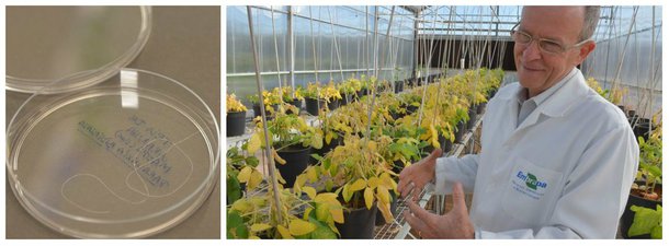 Pesquisa desenvolvida na Embrapa Recursos Genéticos e Biotecnologia, em Brasília, e liderada pelo pesquisador Elíbio Rech, permite reproduzir compostos químicos sem a necessidade de degradação da natureza. Nova fibra é flexível, resistente e biodegradável, e pode ser usada na produção de tecidos, em fios para sutura, para quem tem alergia ao nylon, por exemplo, e também em nanopartículas para o endereçamento preciso de drogas e medicamentos no corpo humano