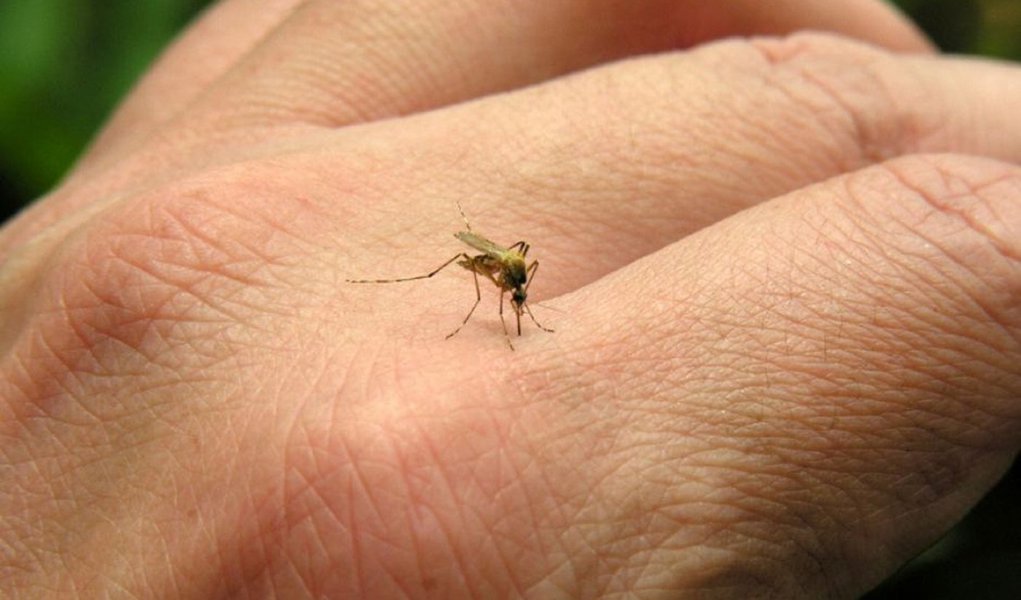 Secretaria de Saúde do Rio de Janeiro identificou dois casos da febre chikungunya no estado; de acordo com a secretaria, os dois casos de infecção, que pode ser transmitida pelo mosquito da dengue, ocorreram no exterior; um terceiro caso suspeito está sendo investigado pelos agentes de saúde; segundo as autoridades de saúde do Rio e do governo federal, não há evidência de que o vírus esteja circulando no Brasil