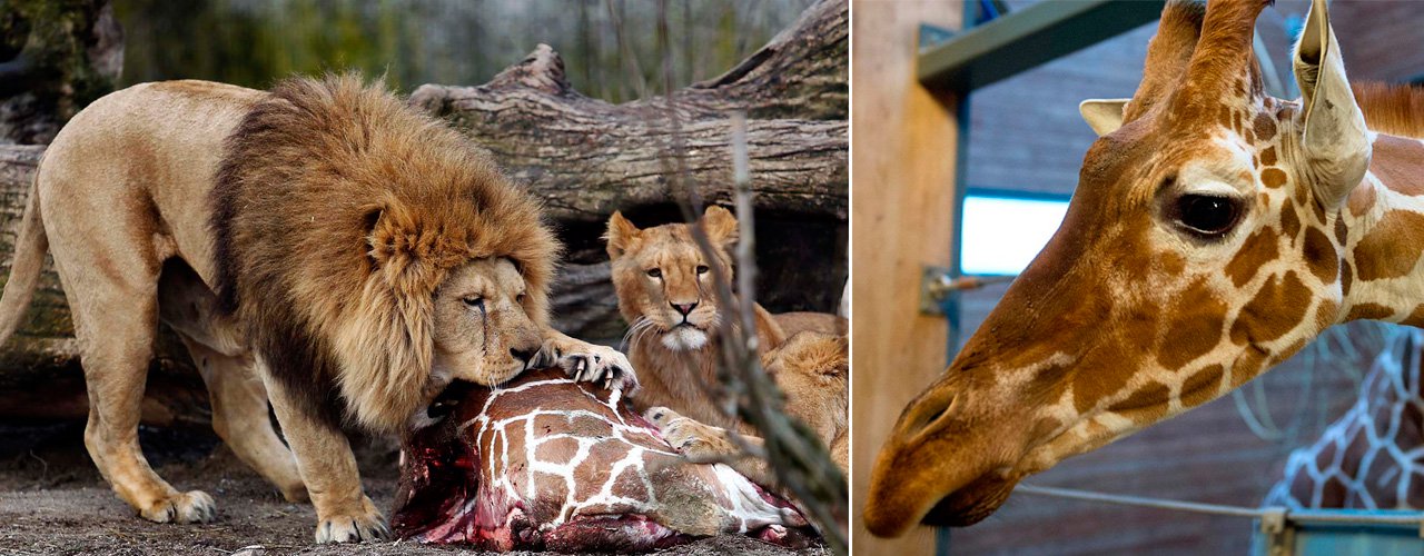 Marius era perfeitamente sadio, e mesmo assim foi abatido com um tiro na cabeça. Foi a seguir desmembrado publicamente e dado como comida aos leões. Motivo: o seu DNA. Ele era consanguíneo das girafas fêmeas que habitam o maior zoo da Dinamarca