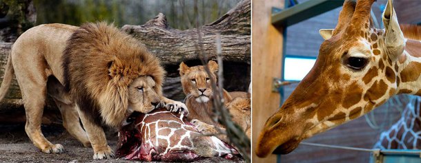 Marius era perfeitamente sadio, e mesmo assim foi abatido com um tiro na cabeça. Foi a seguir desmembrado publicamente e dado como comida aos leões. Motivo: o seu DNA. Ele era consanguíneo das girafas fêmeas que habitam o maior zoo da Dinamarca