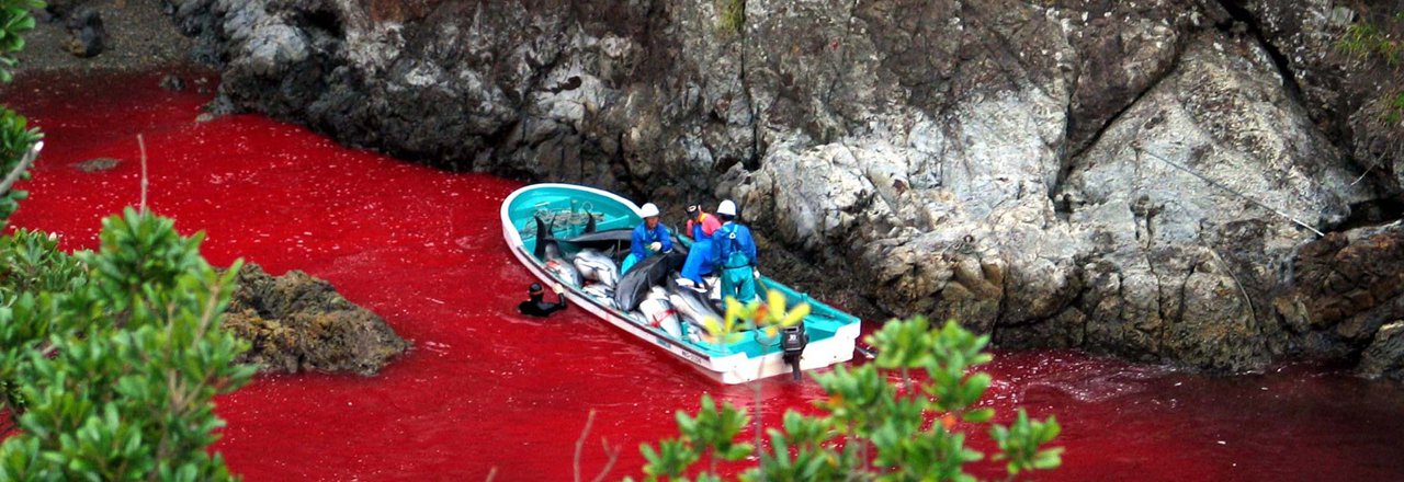 Mais uma vez, na semana passada, o Japão provocou indignação e protestos em todo o mundo por causa de uma horrível matança de golfinhos. O Japão e a Dinamarca são os dois principais países nos quais, com requintes de crueldade, o morticínio de cetáceos ainda é praticado com autorização dos respectivos governos