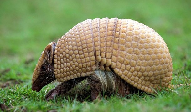 Ele é completamente brasileiro e, enrolando-se, consegue se transformar numa esfera quase perfeita. É o nosso tatu-bola. Bicho simpático, dócil e inofensivo. Mas seriamente ameaçado de extinção
