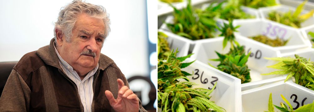 De acordo com um levantamento da Junta Nacional de Drogas do Uruguai, o país tem 150 mil consumidores habituais da droga. O governo só permitirá a produção de forma industrial da maconha a empresas, organizações ou particulares selecionados por “idoneidade” e por não terem vínculos com o narcotráfico