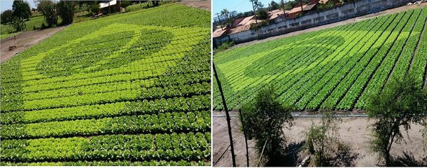 Iniciativa de voluntários faz parte do projeto Cinturão Verde; 14 mil pés de alface formam uma gigante bandeira brasileira; a colheita está prevista para esta semana